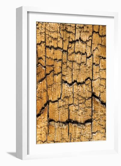 Pine Patterns I-Kathy Mahan-Framed Photographic Print