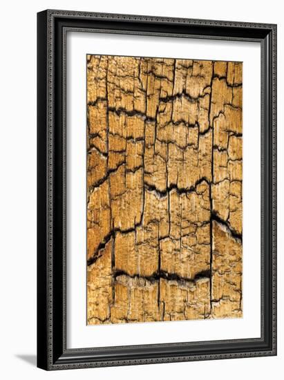 Pine Patterns I-Kathy Mahan-Framed Photographic Print