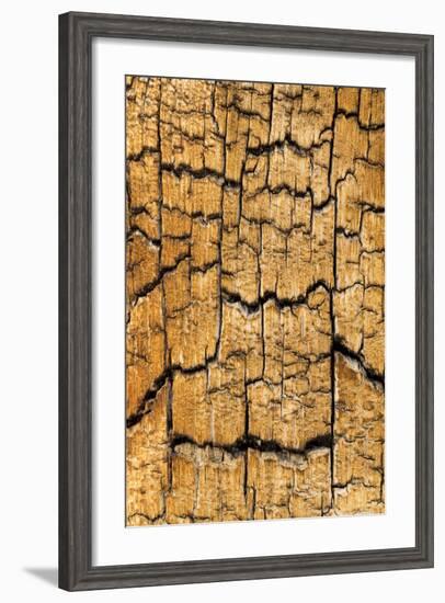 Pine Patterns I-Kathy Mahan-Framed Photographic Print