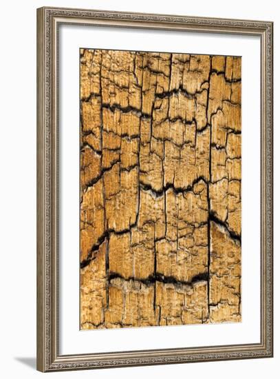 Pine Patterns I-Kathy Mahan-Framed Photographic Print