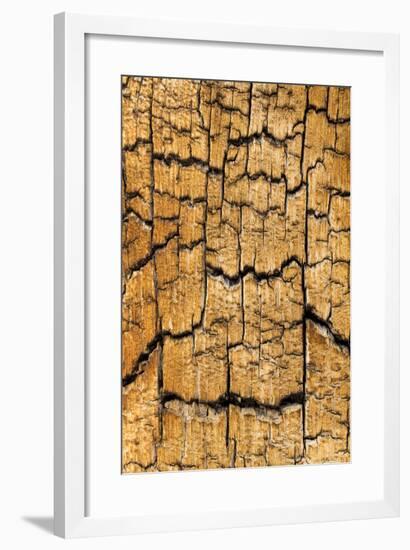 Pine Patterns I-Kathy Mahan-Framed Photographic Print