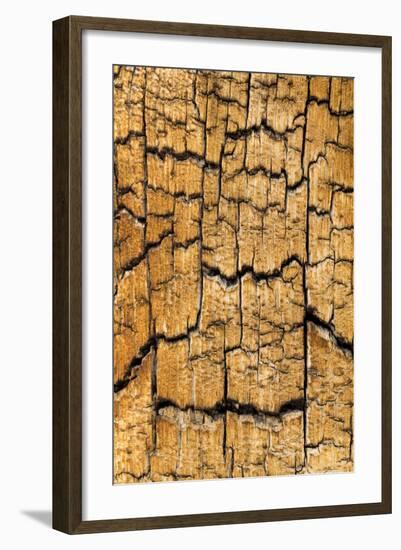 Pine Patterns I-Kathy Mahan-Framed Photographic Print