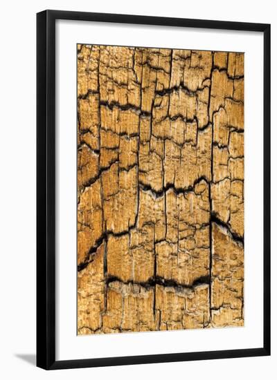 Pine Patterns I-Kathy Mahan-Framed Photographic Print