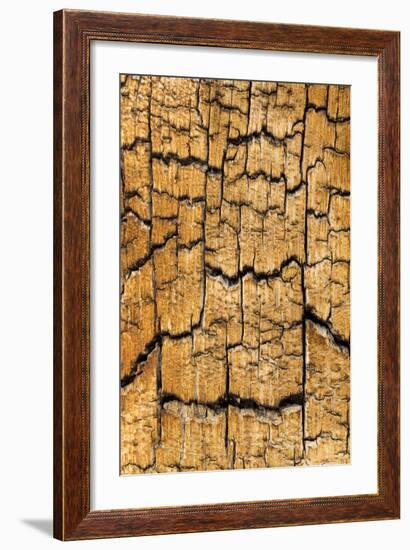 Pine Patterns I-Kathy Mahan-Framed Photographic Print