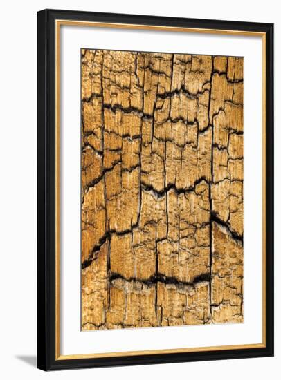 Pine Patterns I-Kathy Mahan-Framed Photographic Print