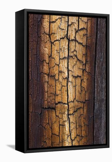 Pine Patterns II-Kathy Mahan-Framed Premier Image Canvas