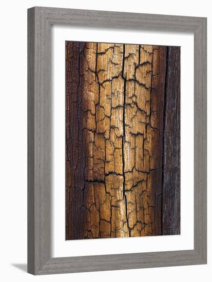 Pine Patterns II-Kathy Mahan-Framed Photographic Print