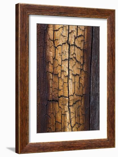 Pine Patterns II-Kathy Mahan-Framed Photographic Print