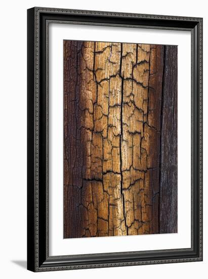 Pine Patterns II-Kathy Mahan-Framed Photographic Print