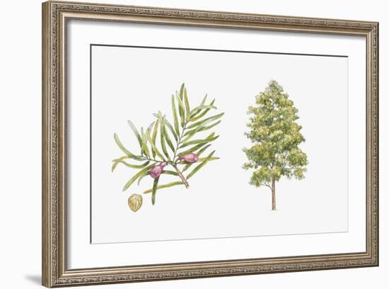 Pine (Podocarpus Gaussenii) Plant, Leaf and Seed-null-Framed Giclee Print