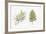 Pine (Podocarpus Gaussenii) Plant, Leaf and Seed-null-Framed Giclee Print