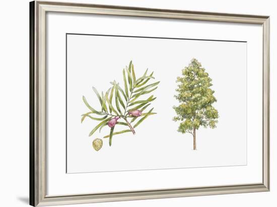 Pine (Podocarpus Gaussenii) Plant, Leaf and Seed-null-Framed Giclee Print