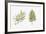 Pine (Podocarpus Gaussenii) Plant, Leaf and Seed-null-Framed Giclee Print