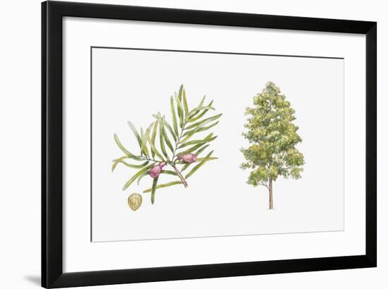 Pine (Podocarpus Gaussenii) Plant, Leaf and Seed-null-Framed Giclee Print