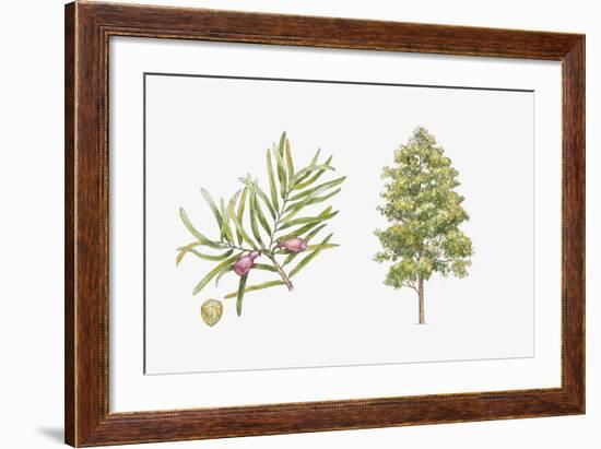 Pine (Podocarpus Gaussenii) Plant, Leaf and Seed-null-Framed Giclee Print