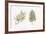 Pine (Podocarpus Gaussenii) Plant, Leaf and Seed-null-Framed Giclee Print