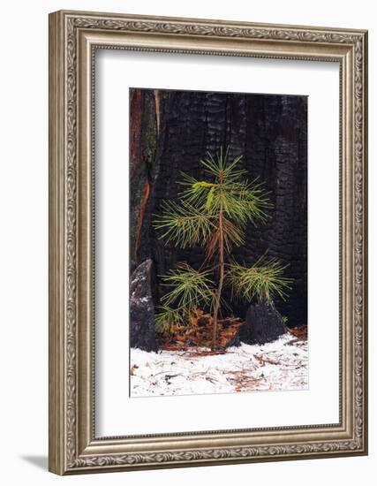 Pine seedling and burned trunk in winter, Yosemite National Park, California, USA-Russ Bishop-Framed Photographic Print