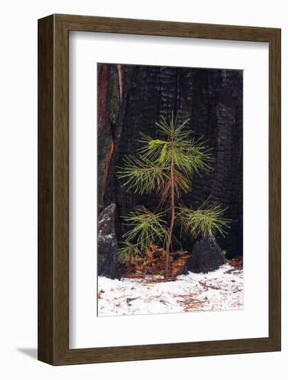 Pine seedling and burned trunk in winter, Yosemite National Park, California, USA-Russ Bishop-Framed Photographic Print