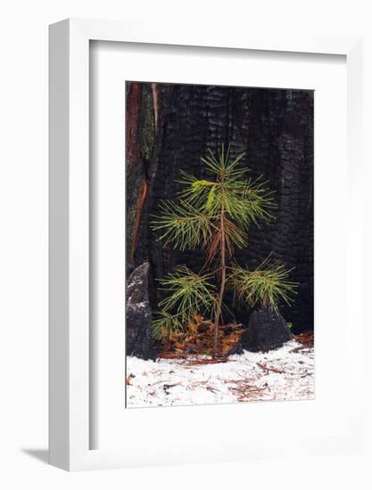 Pine seedling and burned trunk in winter, Yosemite National Park, California, USA-Russ Bishop-Framed Photographic Print