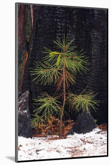 Pine seedling and burned trunk in winter, Yosemite National Park, California, USA-Russ Bishop-Mounted Photographic Print