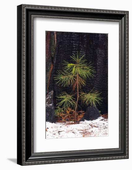Pine seedling and burned trunk in winter, Yosemite National Park, California, USA-Russ Bishop-Framed Photographic Print