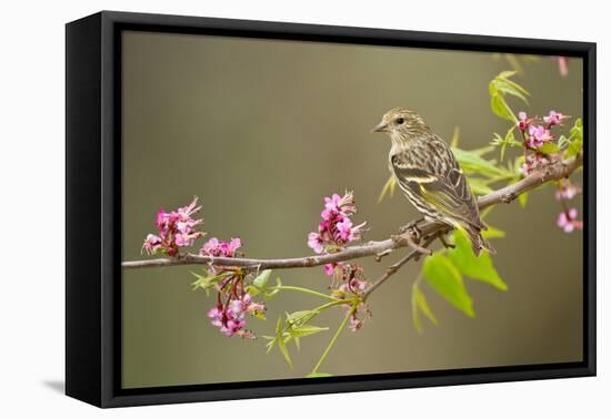 Pine Siskin adult perched in buckeye tree.-Larry Ditto-Framed Premier Image Canvas