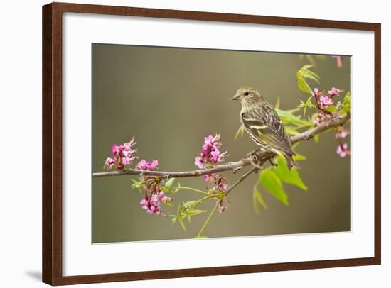 Pine Siskin adult perched in buckeye tree.-Larry Ditto-Framed Photographic Print