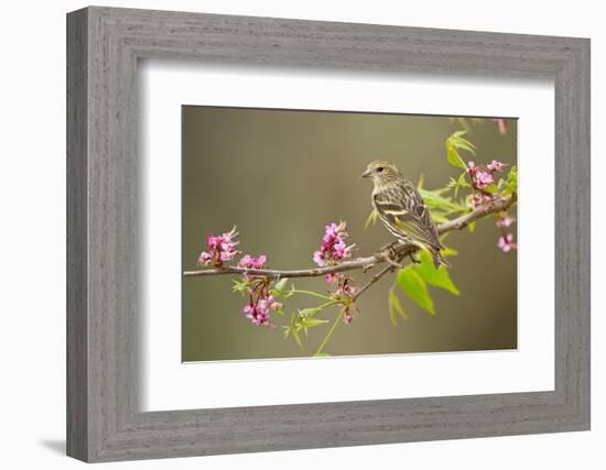 Pine Siskin adult perched in buckeye tree.-Larry Ditto-Framed Photographic Print