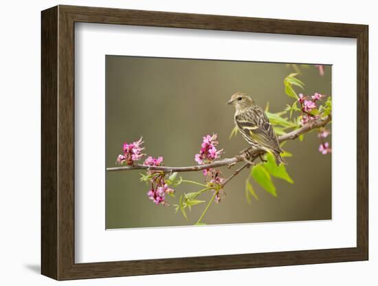 Pine Siskin adult perched in buckeye tree.-Larry Ditto-Framed Photographic Print