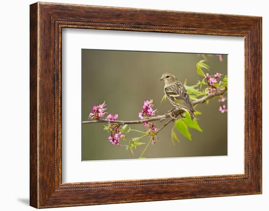 Pine Siskin adult perched in buckeye tree.-Larry Ditto-Framed Photographic Print