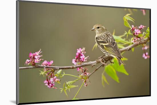 Pine Siskin adult perched in buckeye tree.-Larry Ditto-Mounted Photographic Print
