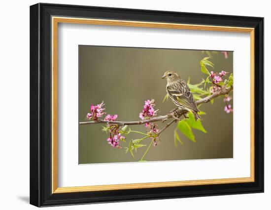 Pine Siskin adult perched in buckeye tree.-Larry Ditto-Framed Photographic Print