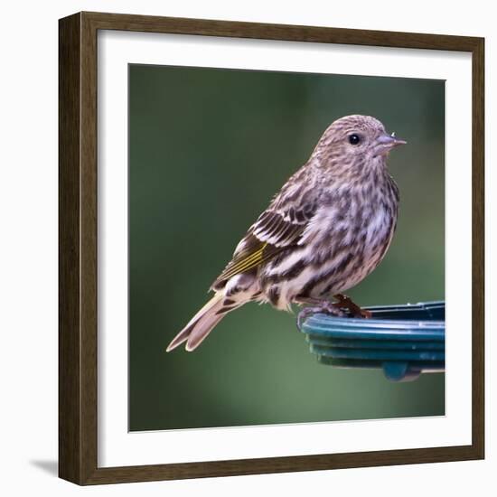 Pine Siskin-Stan Hellmann-Framed Photo