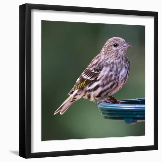 Pine Siskin-Stan Hellmann-Framed Photo