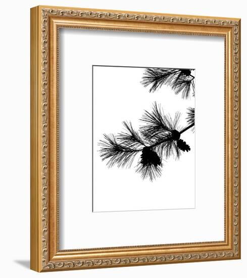 Pine Soliloquy I-Monika Burkhart-Framed Photo