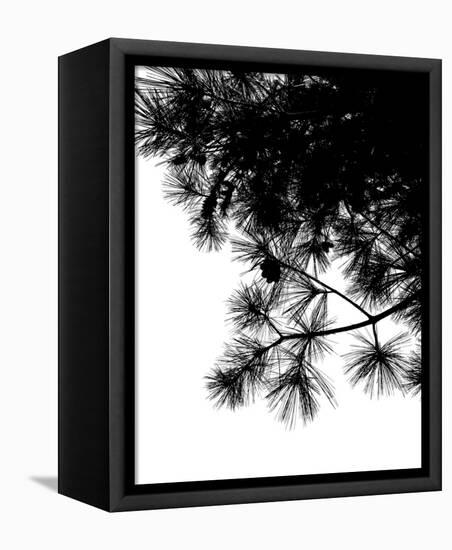 Pine Soliloquy II-Monika Burkhart-Framed Stretched Canvas