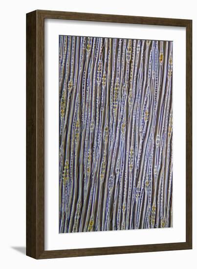 Pine Stem, Light Micrograph-Dr. Keith Wheeler-Framed Photographic Print