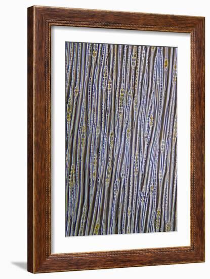 Pine Stem, Light Micrograph-Dr. Keith Wheeler-Framed Photographic Print