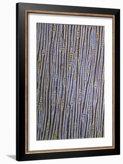 Pine Stem, Light Micrograph-Dr. Keith Wheeler-Framed Photographic Print