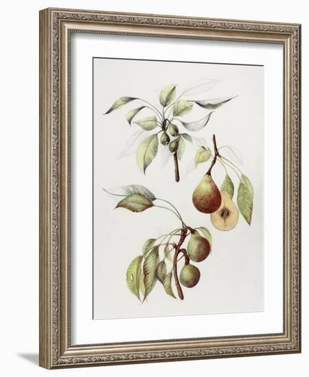 Pine Street Pears-Deborah Kopka-Framed Giclee Print