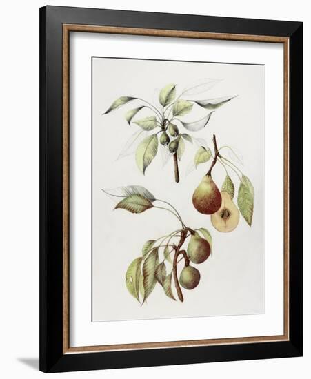 Pine Street Pears-Deborah Kopka-Framed Giclee Print