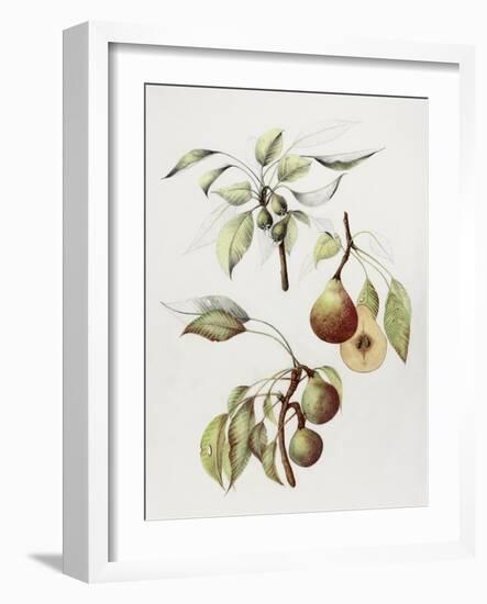 Pine Street Pears-Deborah Kopka-Framed Giclee Print