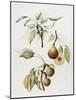 Pine Street Pears-Deborah Kopka-Mounted Giclee Print