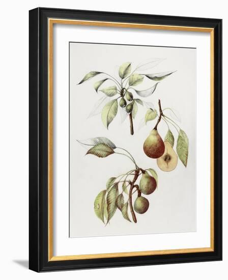 Pine Street Pears-Deborah Kopka-Framed Giclee Print