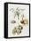 Pine Street Pears-Deborah Kopka-Framed Premier Image Canvas