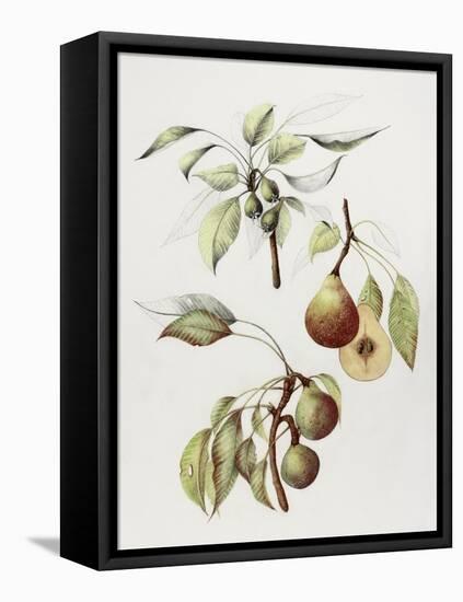 Pine Street Pears-Deborah Kopka-Framed Premier Image Canvas