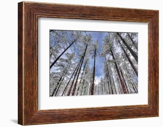 Pine Stretch-Bob Larson-Framed Art Print