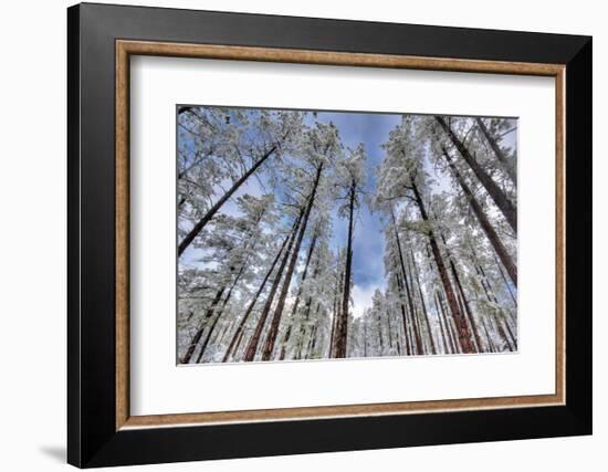 Pine Stretch-Bob Larson-Framed Art Print