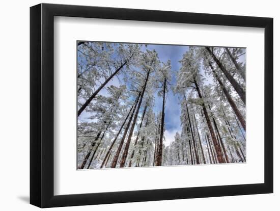 Pine Stretch-Bob Larson-Framed Art Print