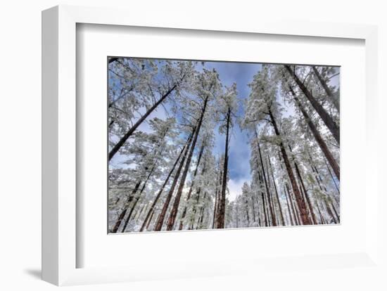 Pine Stretch-Bob Larson-Framed Art Print